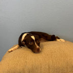 9-Pocket Sleeping Dog Binder