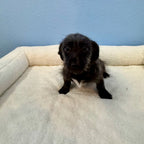 4-Pocket Puppy w/ Hat Top Loader Binder